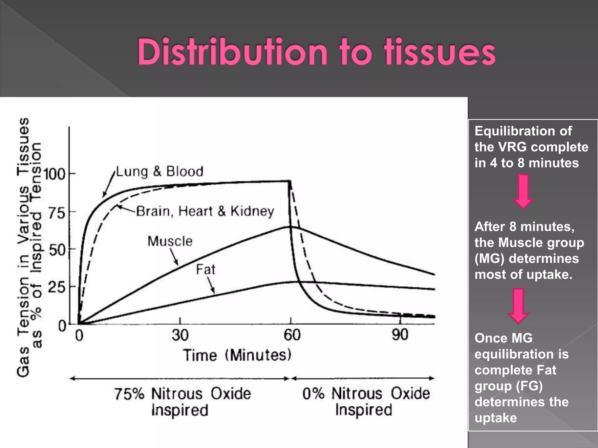 Equilibration of
the VRG complete
in 4 to 8 minutes
After 8 minutes,
the Muscle group
(MG) determines
most of uptake.
Once MG
equilibration is
complete Fat
group (FG)
determines the
uptake
 