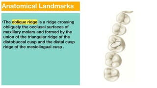 Triangular Cusp Ridge in general.pdf