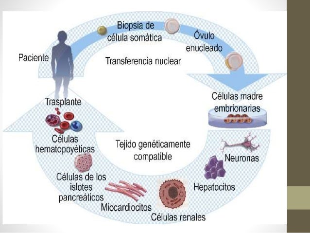 Ingenieria De Tejidos Y Medicina Regenerativa - creditowhittte