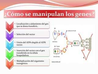 ¿Cómo se manipulan los genes?