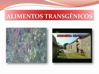 Animales:  genes para lograr un mayor crecimiento o resistencia a condiciones ambientales adversas.ALIMENTOS TRANSGÉNICOSTERAPIA GÉNITAConsiste en el tratamiento de enfermedades producidas por una alteración genética, como la diabetes o el parkinson.Permite sustituir el gen defectuoso por un gen sano que produce con normalidad la proteína defectuosa, o ausente, responsable de la enfermedad. Así se consigue corregir la enfermedad.