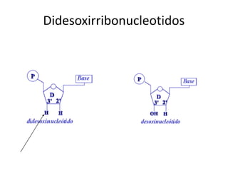 Didesoxirribonucleotidos
 