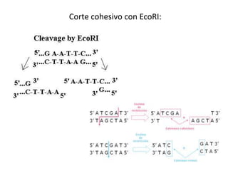 Corte cohesivo con EcoRI:
 