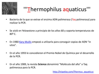 '''Thermophilus aquaticus'''
• Bacteria de la que se extrae el enzima ADN polimerasa (Taq polimerasa) para
realizar la PCR.
• Se aisló en Yelowstone a principio de los años 60 y soporta temperaturas de
800 C.

• En 1980 Kary Mullis empezó a utilizarla para conseguir copias de ADN “in
vitro”.
• En el año 1993 le concedieron el Premio Nobel de Química por el desarrollo
de la PCR.
• En el año 1989, la revista Science denominó “Molécula del año” a Taq
polimerasa para la PCR.
http://tripatlas.com/Thermus_aquaticus

 