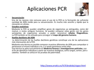 Aplicaciones PCR
•

•

•

Secuenciación
Una de las razones más comunes para el uso de la PCR es la formación de suficiente
cantidad de ADN molde para su secuenciación. Es mucho más sencillo y rápido que la
clonación en células.
Estudios evolutivos
Mediante la PCR se pueden amplificar genes de organismos ya extinguidos, como del
mamut, o restos antiguos humanos. Se pueden comparar estos genes con los genes
semejantes de organismos actuales y poder reconstruir árboles filogenéticos.
La PCR también se ha utilizado para conseguir el mapa del genoma humano.
Huellas dactilares del ADN.
La determinación de las huellas dactilares genéticas constituye una de las aplicaciones
más interesantes de la PCR.
Mediante esta técnica es posible comparar muestras diferentes de ADN para comprobar si
pertenecen al mismo individuo o no, o si existe parentesco entre ellas.
Esta técnica se aplica actualmente en Medicina forense e investigaciones policiales, con
el fin de identificar individuos a partir de muestras biológicas, como sangre, semen, piel o
cabellos. También se utiliza en las pruebas de paternidad.

http://www.arrakis.es/%7Eibrabida/vigpcr.html

 