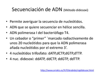 Secuenciación de ADN (Método didesoxi)
•
•
•
•

Permite averiguar la secuencia de nucleótidos.
ADN que se quiere secuenciar en hélice sencilla.
ADN polimerasa I del bacteriófago T4.
Un cebador o “primer” `marcado radiactivamente de
unos 20 nucleótidos para que la ADN polimerasa
añada nucleótidos por el extremo 3‘.
• 4 nucleótidos trifosfato: dATP,dCTP,dGTP,dTTP.
• 4 nuc. didesoxi: ddATP, ddCTP, ddGTP, ddTTP.
http://www.arrakis.es/%7Eibrabida/vigdidesoxi.html

 