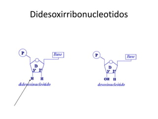 Didesoxirribonucleotidos

 