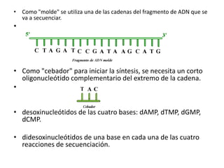 • Como "molde" se utiliza una de las cadenas del fragmento de ADN que se
va a secuenciar.

•

• Como "cebador" para iniciar la síntesis, se necesita un corto
oligonucleótido complementario del extremo de la cadena.
•
• desoxinucleótidos de las cuatro bases: dAMP, dTMP, dGMP,
dCMP.
• didesoxinucleótidos de una base en cada una de las cuatro
reacciones de secuenciación.

 
