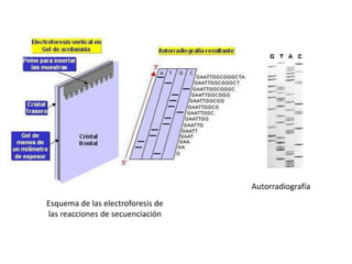 Autorradiografía
Esquema de las electroforesis de
las reacciones de secuenciación

 