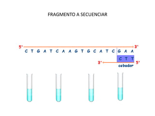 FRAGMENTO A SECUENCIAR

 