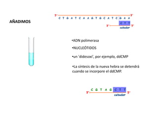 AÑADIMOS

•ADN polimerasa
•NUCLEÓTIDOS
•un 'didesoxi', por ejemplo, ddCMP
•La síntesis de la nueva hebra se detendrá
cuando se incorpore el ddCMP.

 