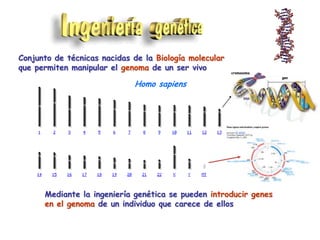 Conjunto de técnicas nacidas de la Biología molecular
que permiten manipular el genoma de un ser vivo

cromosoma

Homo sapiens

Mediante la ingeniería genética se pueden introducir genes
Escherichia coli
en el genoma de un individuo que carece de ellos

gen

 