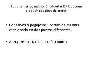 Las enzimas de restricción al cortar DNA pueden
producir dos tipos de cortes:

• Cohesivos o pegajosos: cortan de manera
escalonada en dos puntos diferentes.
• Abruptos: cortan en un sólo punto.

 