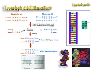 Molécula A

Molécula B

Digestión de ambas moléculas con la
misma enzima de restricción, BamHI
Extremos
cohesivos
Mezclar

Tratar con ADN-ligasa

ADN recombinante

 