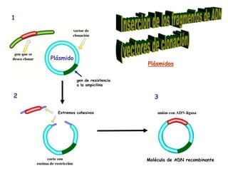 1

Plásmido

Plásmidos
gen de resistencia
a la ampicilina

2

3
Extremos cohesivos

Molécula de ADN recombinante

 