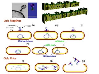 Ciclo lisogénico

Ciclo lítico
(f)

(g)

(h)

 