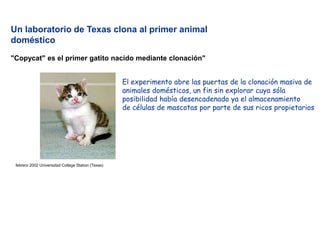 Un laboratorio de Texas clona al primer animal
doméstico
"Copycat" es el primer gatito nacido mediante clonación"
El experimento abre las puertas de la clonación masiva de
animales domésticos, un fin sin explorar cuya sóla
posibilidad había desencadenado ya el almacenamiento
de células de mascotas por parte de sus ricos propietarios

febrero 2002 Universidad College Station (Texas)

 