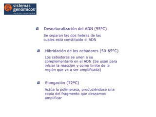 Introducción a la PCR®

Desnaturalización del ADN (95ºC)
Se separan las dos hebras de las
cuales está constituido el ADN

Hibridación de los cebadores (50-65ºC)
Los cebadores se unen a su
complementario en el ADN (Se usan para
iniciar la reacción y como límite de la
región que va a ser amplificada)

Elongación (72ºC)
Actúa la polimerasa, produciéndose una
copia del fragmento que deseamos
amplificar

www.sistemasgenomicos.com

 
