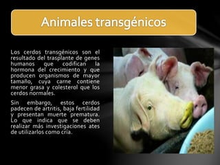 Los cerdos transgénicos son el
resultado del trasplante de genes
humanos que codifican la
hormona del crecimiento y que
producen organismos de mayor
tamaño, cuya carne contiene
menor grasa y colesterol que los
cerdos normales.
Sin embargo, estos cerdos
padecen de artritis, baja fertilidad
y presentan muerte prematura.
Lo que indica que se deben
realizar más investigaciones ates
de utilizarlos como cría.
 