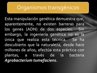 Esta manipulación genética demuestra que,
aparentemente, no existen barreras para
los genes (ADN) de dos especies. Sin
embargo, la ingeniería genética no es la
única que realiza esta técnica. Se ha
descubierto que la naturaleza, desde hace
millones de años, efectúa esta práctica con
plantas, a través de la bacteria
Agrobacterium tumefaciens.
Organismos transgénicos
 