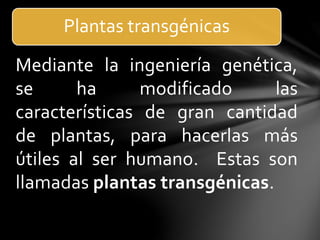 Mediante la ingeniería genética,
se ha modificado las
características de gran cantidad
de plantas, para hacerlas más
útiles al ser humano. Estas son
llamadas plantas transgénicas.
Plantas transgénicas
 