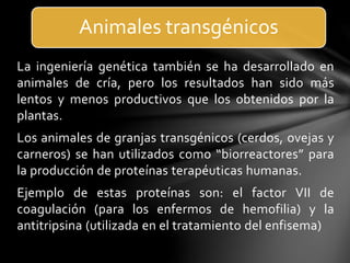 La ingeniería genética también se ha desarrollado en
animales de cría, pero los resultados han sido más
lentos y menos productivos que los obtenidos por la
plantas.
Los animales de granjas transgénicos (cerdos, ovejas y
carneros) se han utilizados como “biorreactores” para
la producción de proteínas terapéuticas humanas.
Ejemplo de estas proteínas son: el factor VII de
coagulación (para los enfermos de hemofilia) y la
antitripsina (utilizada en el tratamiento del enfisema)
Animales transgénicos
 