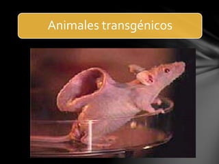 Animales transgénicos
 