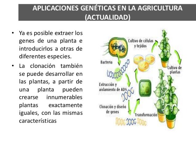 Aplicacion De La Ingenieria Genetica En Las Plantas