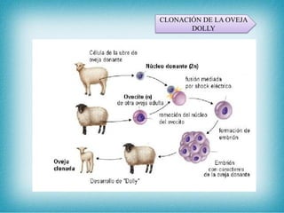 CLONACIÓN DE LA OVEJA
DOLLY
 