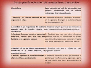 Metodología Caso: obtención de maíz Bt que produce una
proteína recombinante que le confiere
resistencia a determinados insectos
1.Identificar un carácter deseable en el
organismo de origen
1. Identificar el carácter “resistencia a insectos”
en el organismo de origen, la bacteria del suelo
Bacillus thuringiensis (Bt)
2.Encontrar el gen responsable del carácter
deseado (gen de interés), aislarlo y
caracterizarlo.
2. Encontrar al gen que lleva las instrucciones
para esta característica, aislarlo y caracterizarlo.
3.Combinar dicho gen con otros elementos
necesarios (vector) para que éste sea
funcional en el organismo receptor
3. Combinar este gen con otros elementos
genéticos para que sea funcional en una planta:
especialmente una secuencia promotora (y ligarlo
a un vector adecuado para transformar plantas)
4.Transferir el gen de interés, previamente
introducido en el vector adecuado, al
organismo receptor.
4. Transferir este gen a células de maíz
(organismo receptor).
5. Crecer y reproducir el organismo receptor,
ahora modificado genéticamente.
5. Identificar las células de maíz que recibieron el
gen (células transformadas) y regenerar, a partir
de estas células, una planta adulta resistente a
insectos.
Etapas para la obtención de un organismo transgénico
 