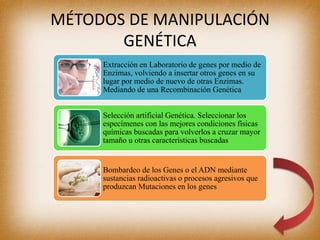 MÉTODOS DE MANIPULACIÓN
GENÉTICA
Extracción en Laboratorio de genes por medio de
Enzimas, volviendo a insertar otros genes en su
lugar por medio de nuevo de otras Enzimas.
Mediando de una Recombinación Genética
Selección artificial Genética. Seleccionar los
especímenes con las mejores condiciones físicas
químicas buscadas para volverlos a cruzar mayor
tamaño u otras características buscadas
Bombardeo de los Genes o el ADN mediante
sustancias radioactivas o procesos agresivos que
produzcan Mutaciones en los genes
 