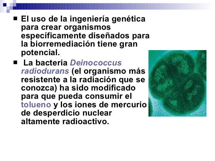 Resultado de imagen para ingenieria genetica en biorremediacion