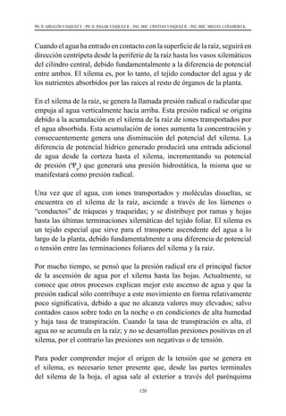 120
PH. D. ABSALÓN VÁSQUEZ V. - PH. D. ISSAAK VÁSQUEZ R. - ING. MSC. CRISTIAN VÁSQUEZ R. - ING. MSC. MIGUEL CAÑAMERO K.
Cuando el agua ha entrado en contacto con la superficie de la raíz, seguirá en
dirección centrípeta desde la periferie de la raíz hasta los vasos xilemáticos
del cilindro central, debido fundamentalmente a la diferencia de potencial
entre ambos. El xilema es, por lo tanto, el tejido conductor del agua y de
los nutrientes absorbidos por las raíces al resto de órganos de la planta.
En el xilema de la raíz, se genera la llamada presión radical o radicular que
empuja al agua verticalmente hacia arriba. Esta presión radical se origina
debido a la acumulación en el xilema de la raíz de iones transportados por
el agua absorbida. Esta acumulación de iones aumenta la concentración y
consecuentemente genera una disminución del potencial del xilema. La
diferencia de potencial hídrico generado producirá una entrada adicional
de agua desde la corteza hasta el xilema, incrementando su potencial
de presión (Ψp
) que generará una presión hidrostática, la misma que se
manifestará como presión radical.
Una vez que el agua, con iones transportados y moléculas disueltas, se
encuentra en el xilema de la raíz, asciende a través de los lúmenes o
“conductos” de tráqueas y traqueidas; y se distribuye por ramas y hojas
hasta las últimas terminaciones xilemáticas del tejido foliar. El xilema es
un tejido especial que sirve para el transporte ascendente del agua a lo
largo de la planta, debido fundamentalmente a una diferencia de potencial
o tensión entre las terminaciones foliares del xilema y la raíz.
Por mucho tiempo, se pensó que la presión radical era el principal factor
de la ascensión de agua por el xilema hasta las hojas. Actualmente, se
conoce que otros procesos explican mejor este ascenso de agua y que la
presión radical sólo contribuye a este movimiento en forma relativamente
poco significativa, debido a que no alcanza valores muy elevados; salvo
contados casos sobre todo en la noche o en condiciones de alta humedad
y baja tasa de transpiración. Cuando la tasa de transpiración es alta, el
agua no se acumula en la raíz; y no se desarrollan presiones positivas en el
xilema, por el contrario las presiones son negativas o de tensión.
Para poder comprender mejor el origen de la tensión que se genera en
el xilema, es necesario tener presente que, desde las partes terminales
del xilema de la hoja, el agua sale al exterior a través del parénquima
 