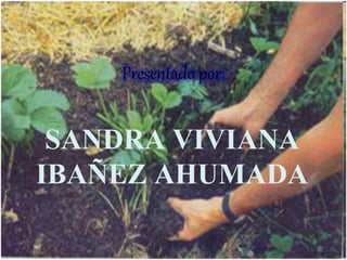 SANDRA VIVIANA
IBAÑEZ AHUMADA
Presentado por:
 
