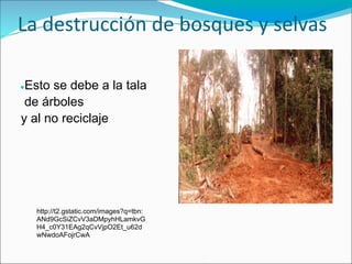 La destrucción de bosques y selvas

●Esto se debe a la tala
 de árboles
y al no reciclaje




    http://t2.gstatic.com/images?q=tbn:
    ANd9GcSiZCvV3aDMpyhHLamkvG
    H4_c0Y31EAg2qCvVjpO2Et_u62d
    wNwdoAFojrCwA
 