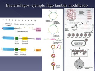 Bacteriófagos: ejemplo fago lambda modificado 