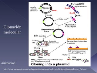 Clonación molecular http://www.sumanasinc.com/webcontent/anisamples/molecularbiology/plasmidcloning_fla.html Animación 