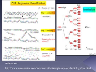 Animación: http://www.sumanasinc.com/webcontent/anisamples/molecularbiology/pcr.html 
