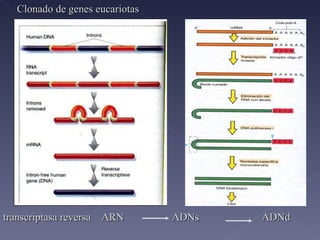 Clonado de genes eucariotas transcriptasa reversa  ARN  ADNs   ADNd 
