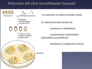 Selección del clon recombinante buscado La selección puede basarse en: resistencia a antibióticos características nutricionales  (marcadores auxotróficos) resistencia a compuestos tóxicos   La selección se realiza en medio sólido 