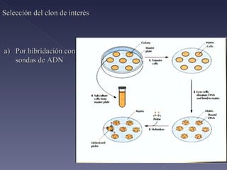 Selección del clon de interés Por hibridación con sondas de ADN 