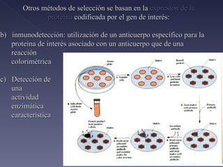 Otros métodos de selección se basan en la  expresión de la proteína  codificada por el gen de interés: b)  inmunodetección: utilización de un anticuerpo específico para la proteína de interés asociado con un anticuerpo que de una reacción  colorimétrica c)  Detección de  una  actividad  enzimática  característica 