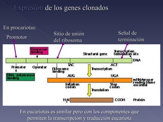 Expresión  de los genes clonados En procariotas: En eucariotas es similar pero con los componentes que permiten la transcripción y traducción eucariota Promotor Sitio de unión  del ribosoma Señal de terminación 