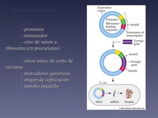 - promotor - terminador - sitio de unión a  ribosoma (en procariotas) - sitios único de corte de enzimas  - marcadores genéticos - orígen de replicación - tamaño pequeño Vector de Expresión 