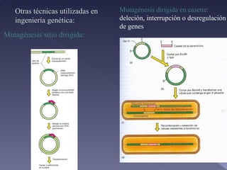 Mutagénesis sitio dirigida: Mutagénesis dirigida en casette:  deleción, interrupción o desregulación de genes Otras técnicas utilizadas en ingeniería genética: 