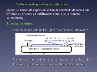 Purificación de proteínas recombinantes Proteínas de Fusión: Algunos sistemas de expresión se han desarrollado de forma que permitan un proceso de purificación simple de la proteína recombinante Fusión con proteína de unión a maltosa - columna de amilosa Fusión con glutatión transferasa - columna de glutatión Adición de una cola de His - purificación en columna de Ni 