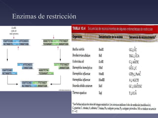 Enzimas de restricción 