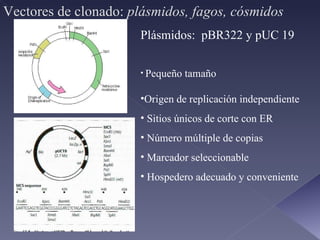 Vectores de clonado:  plásmidos, fagos, cósmidos Plásmidos:  pBR322 y pUC 19 Pequeño tamaño  Origen de replicación independiente Sitios únicos de corte con ER Número múltiple de copias Marcador seleccionable Hospedero adecuado y conveniente 