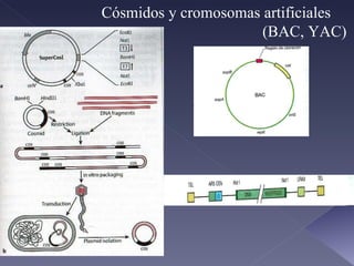 Cósmidos y cromosomas artificiales  (BAC, YAC)  