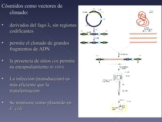 Cósmidos como vectores de clonado: derivados del fago   , sin regiones codificantes permite el clonado de grandes fragmentos de ADN la presencia de sitios  cos  permite su encapsulamiento  in vitro La infección (transducción) es más eficiente que la transformación Se mantiene como plásmido en  E. coli 